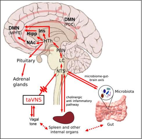 taVNS: A Non-Invasive Revolution for Depression and Anxiety Relief